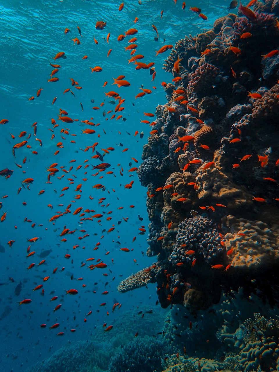 coral reef fish targets ocean king weapon