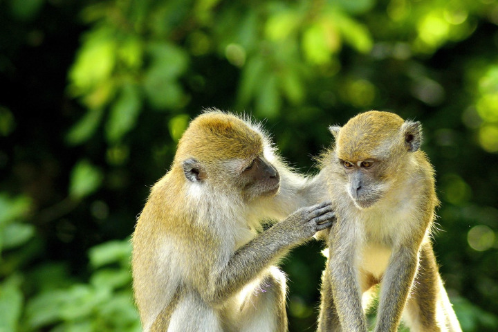 monkey thunderbolt arcade game 918Kiss