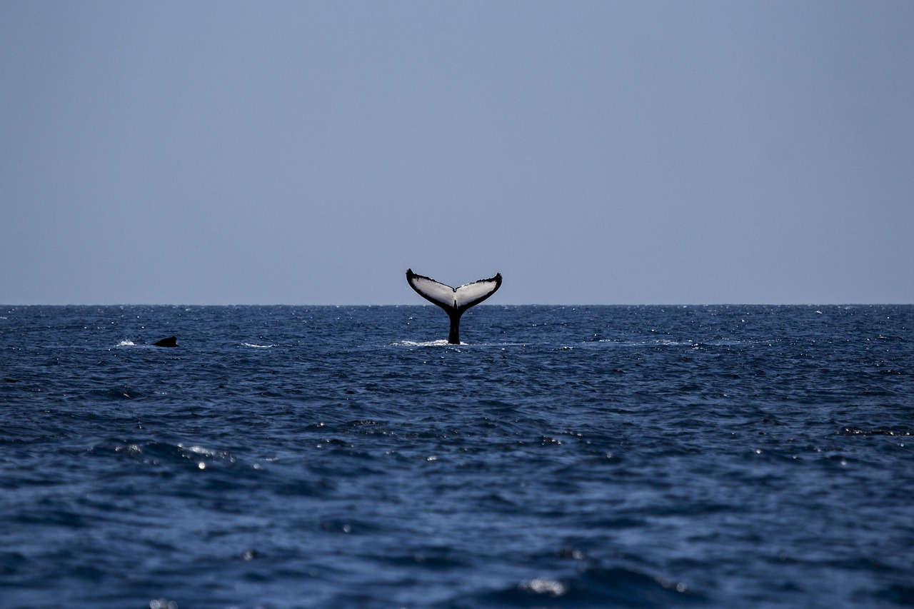 ocean whale bankroll strategy high volatility slots