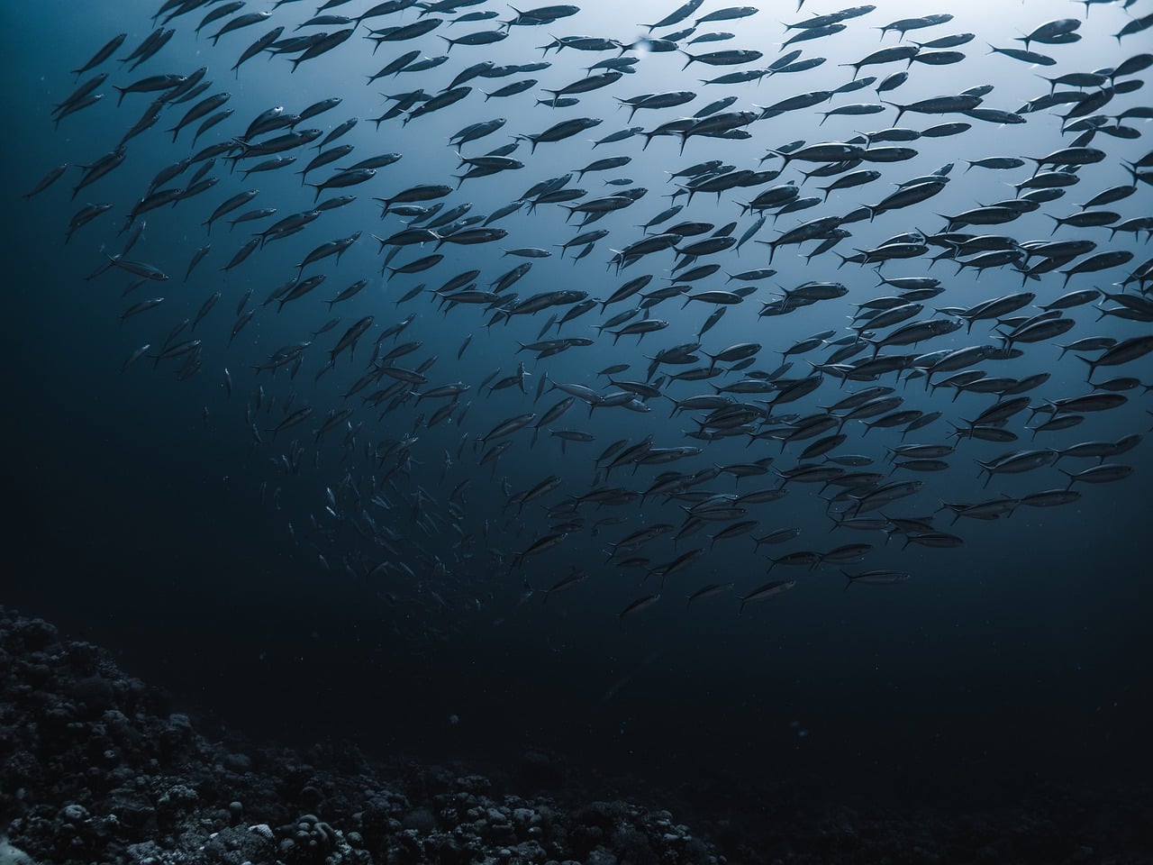 school of fish underwater for fish shooting game