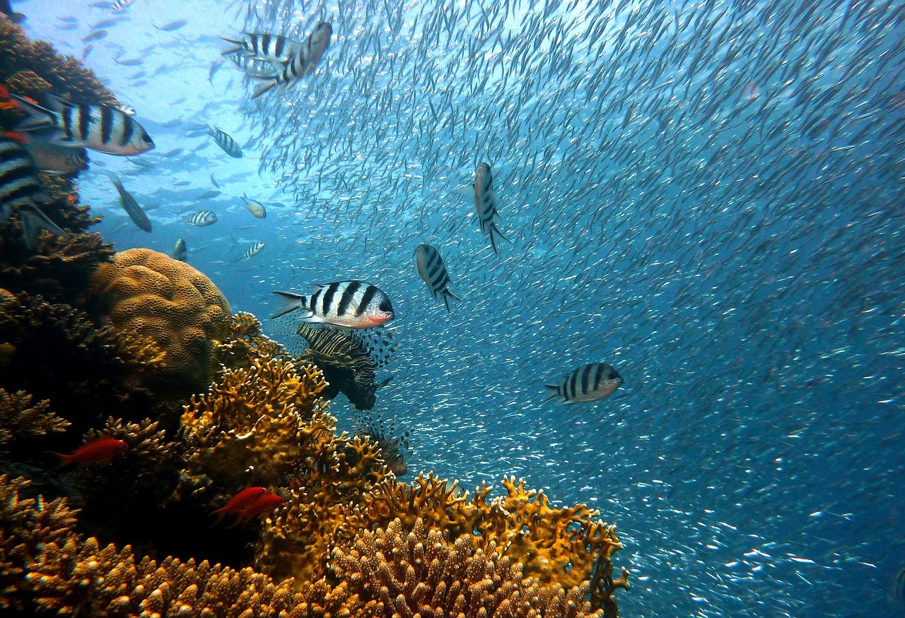 school of fish multiplier bonus ocean king