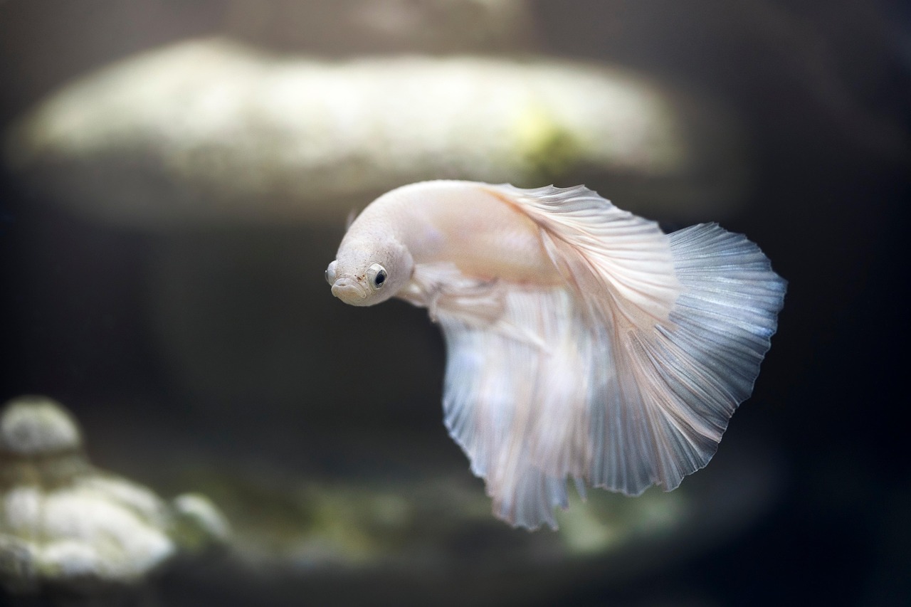 colourful fish in an aquarium