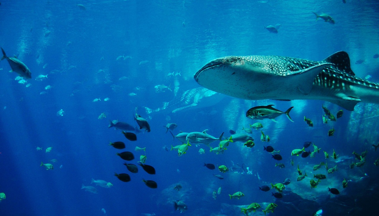 whale shark blue ocean great blue slot features