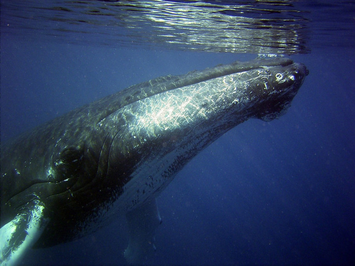 great blue slot whale high volatility